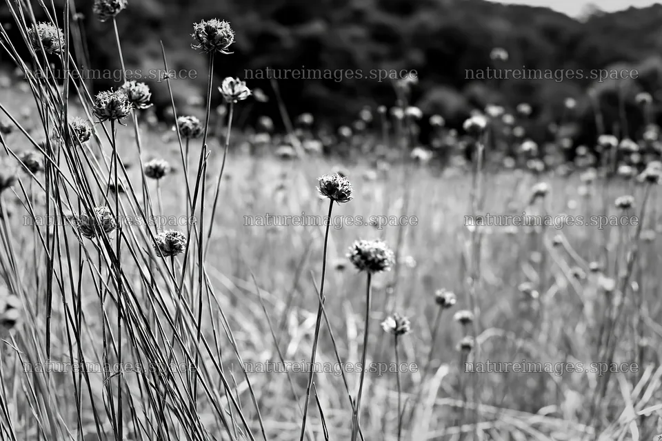 Seedheads in a meadow in black and white – nature images 9722x6480