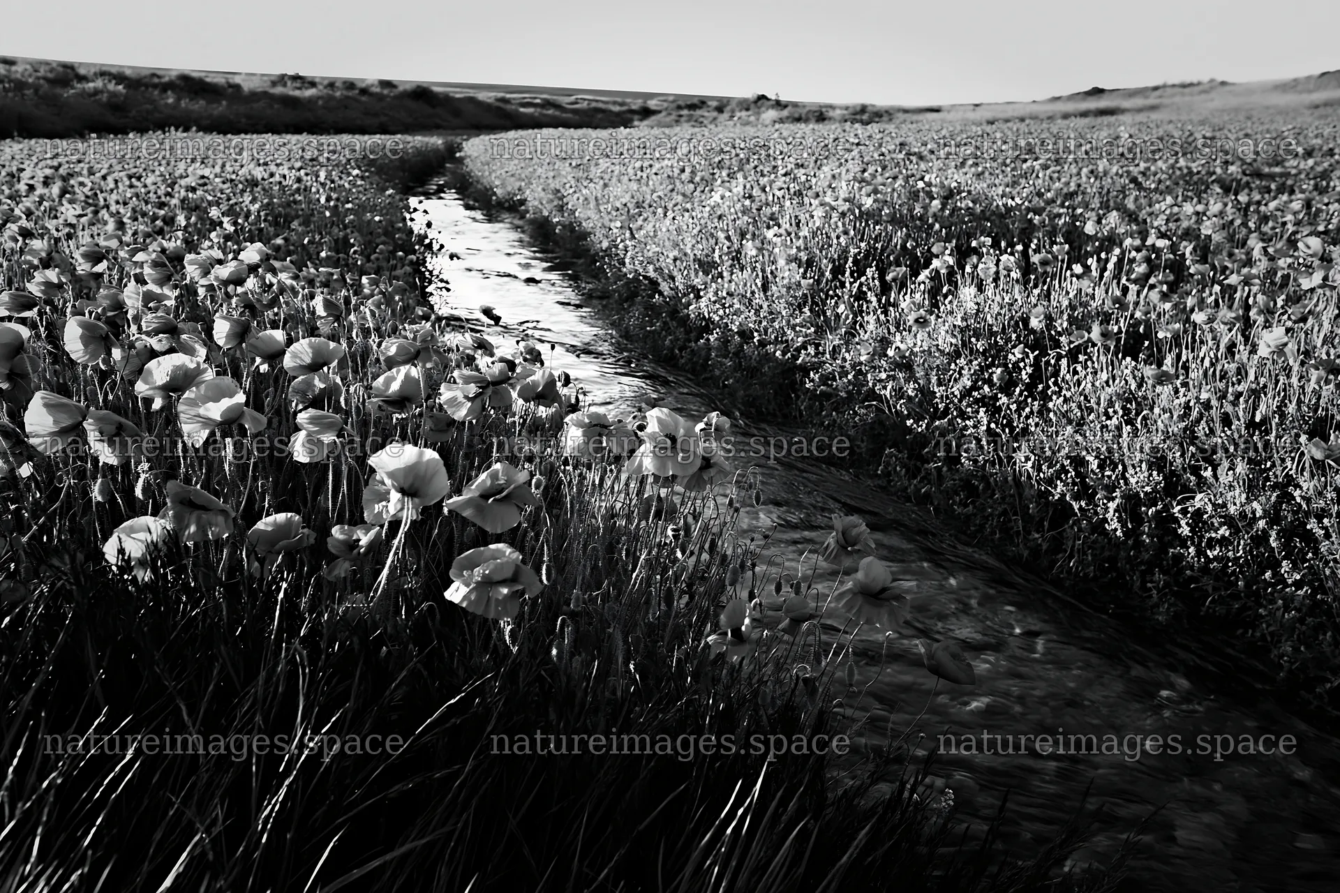 Black and white meadow with watercourse and flowers – nature images 9722x6480