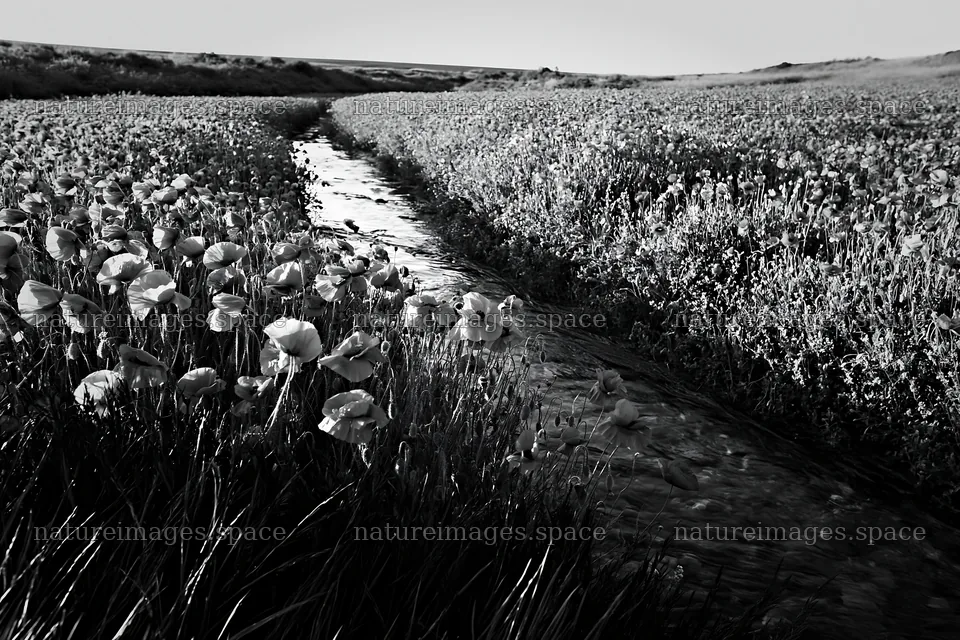 Black and white meadow with watercourse and flowers – nature images 9722x6480