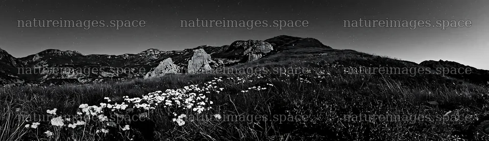 Night-blooming meadow with flowers and mountains in view – nature images 14762x4268