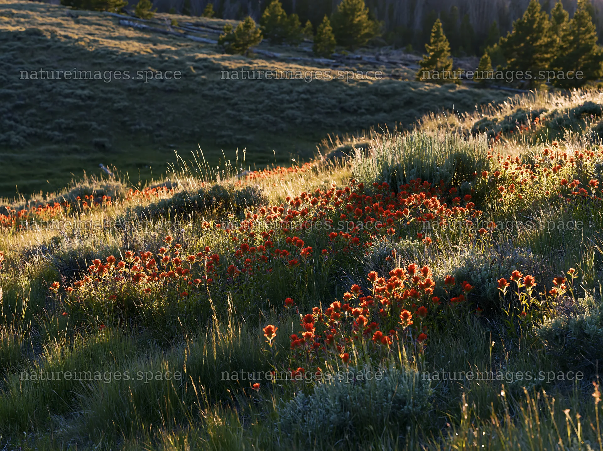 Flowers in a sagebrush meadow at sunset – nature images 9174x6866