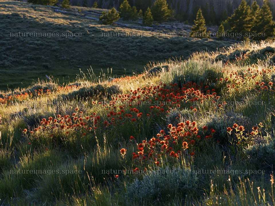 Flowers in a sagebrush meadow at sunset – nature images 9174x6866