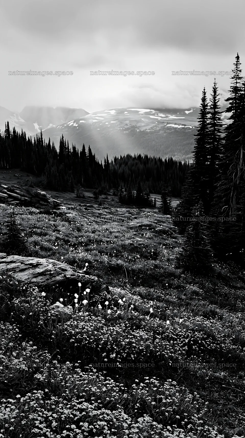 Sunshine Meadows in Banff with rays of light through clouds – nature images 5938x10608