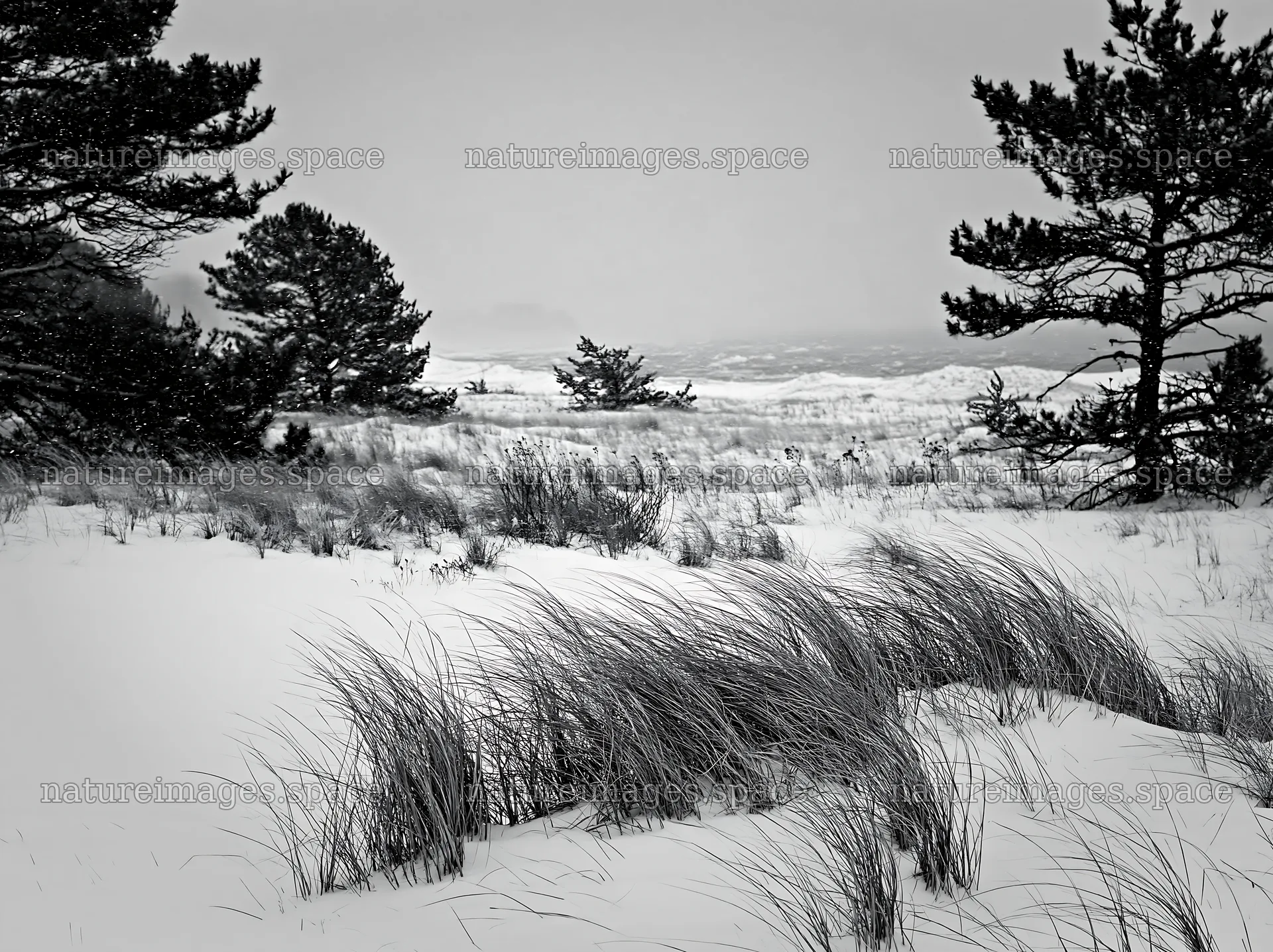 Dune meadow covered in snow with sparse trees nearby – nature images 9174x6866