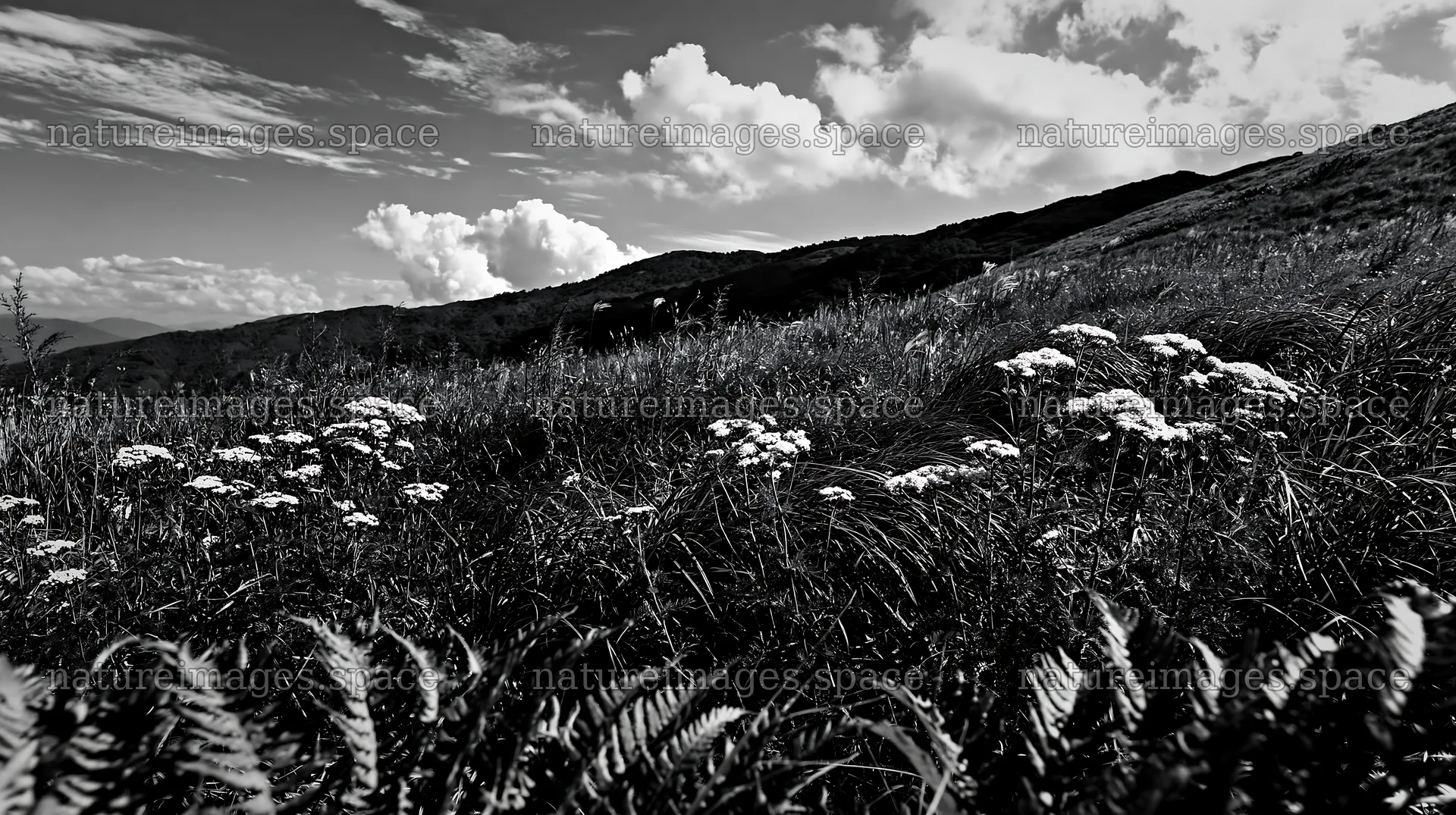 Tokushima mountain meadow with fern fronds in foreground – nature images 10608x5938
