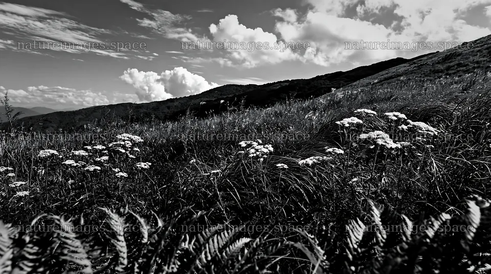 Tokushima mountain meadow with fern fronds in foreground – nature images 10608x5938