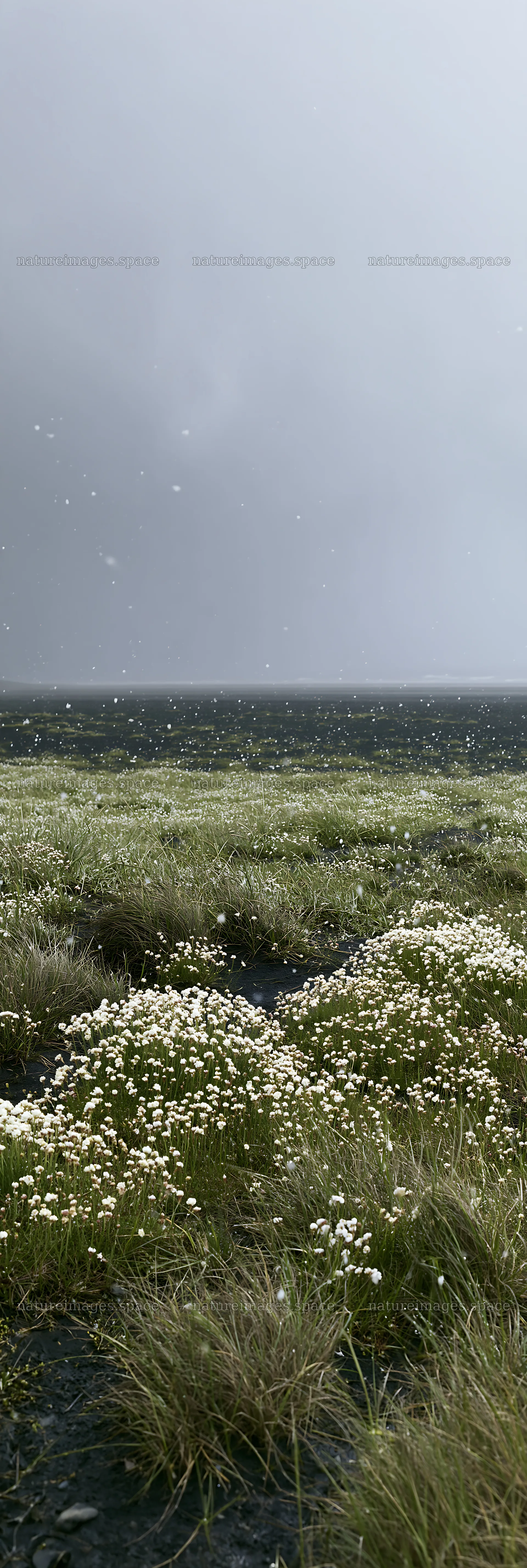 Snowy beach meadow with flowers and ocean in background – nature images 4602x13690