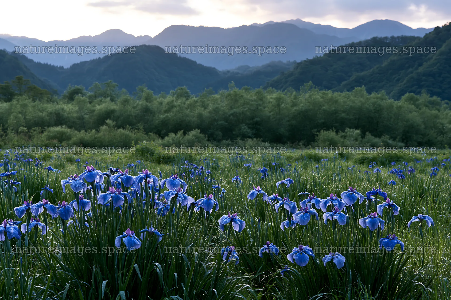 Meadow with blue flowers in Niigata floodplain restoration area – nature images 9722x6480