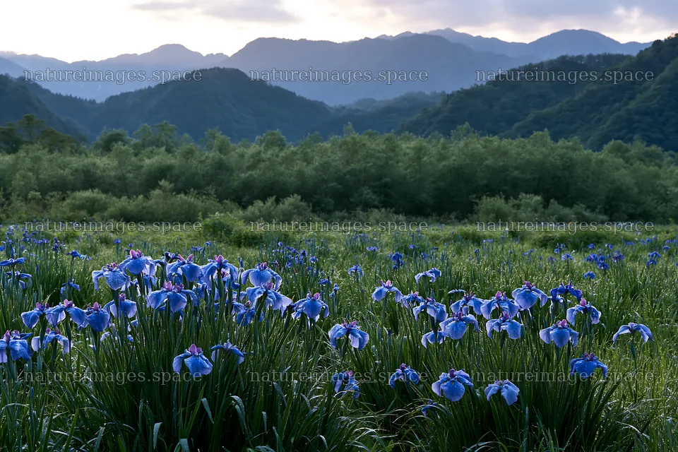 Meadow with blue flowers in Niigata floodplain restoration area – nature images 9722x6480