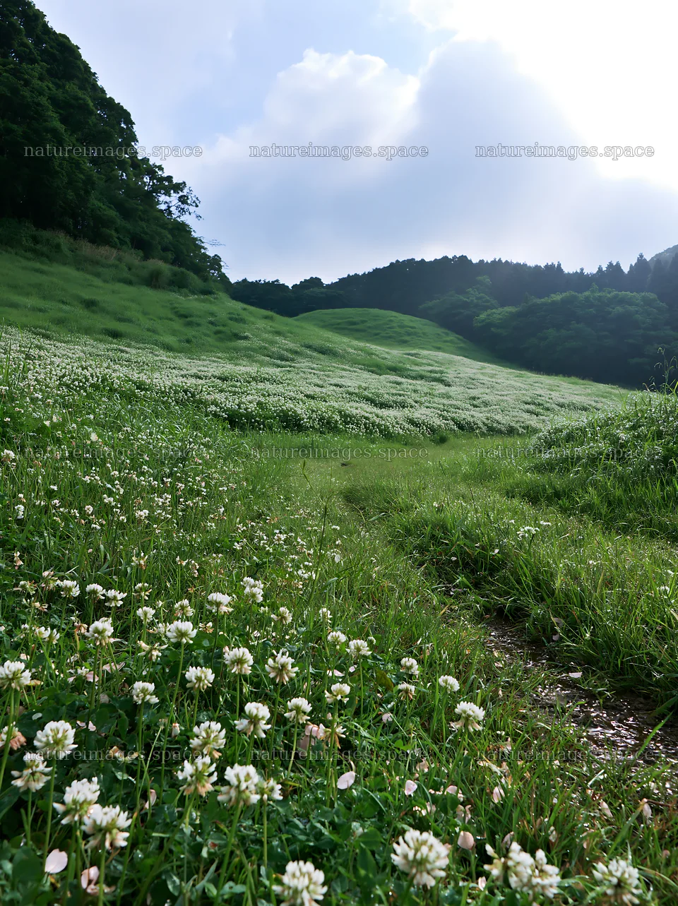 Fukuoka spring meadow fallen blossom foreground – nature images 6866x9174
