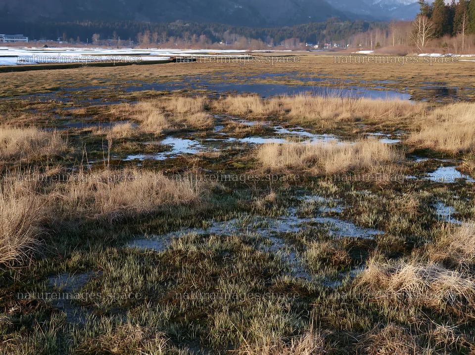 Snowmelt meadow with silver grasses in Akita – nature images 9174x6866