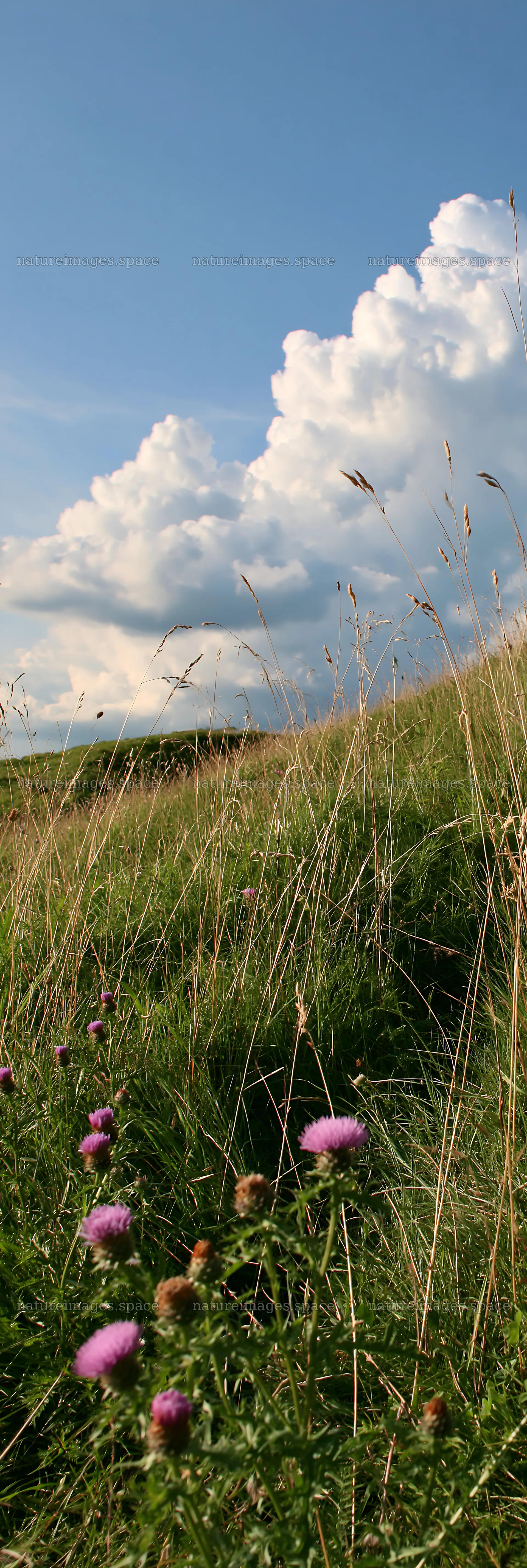 Meadow with knapweed and tall grass under a cloudy sky – nature images 4602x13690