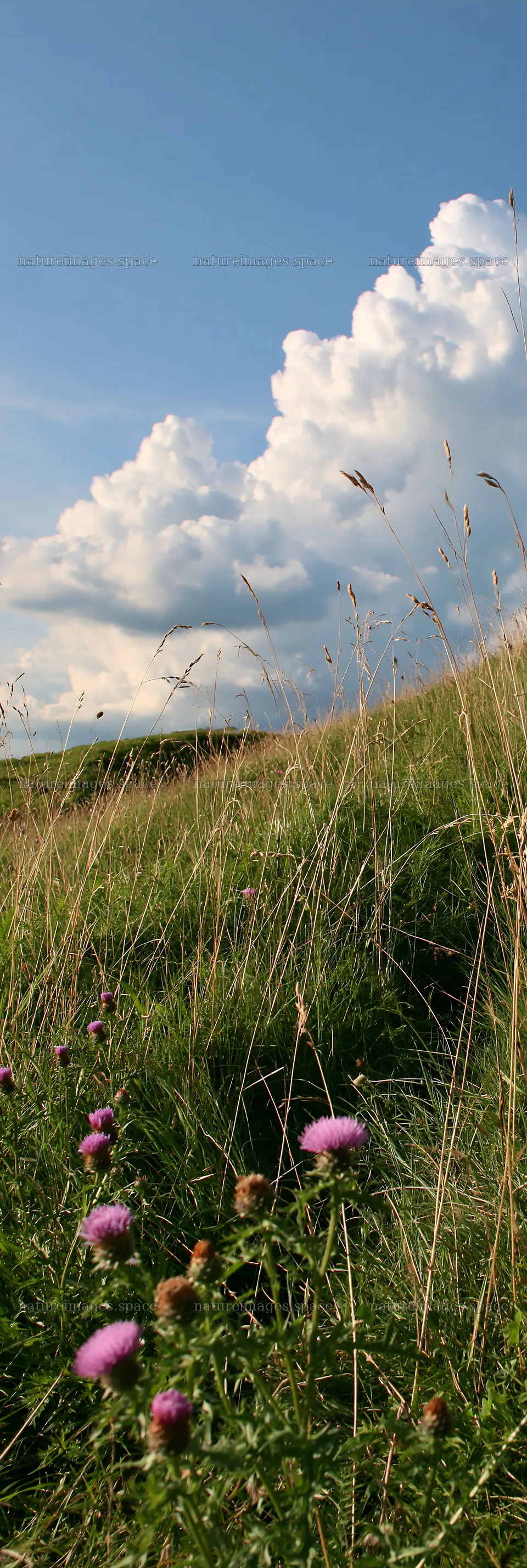 Meadow with knapweed and tall grass under a cloudy sky – nature images 4602x13690