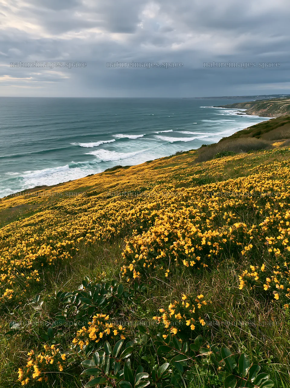 Portuguese meadow above Atlantic coast filled with yellow flowers – nature images 6866x9174