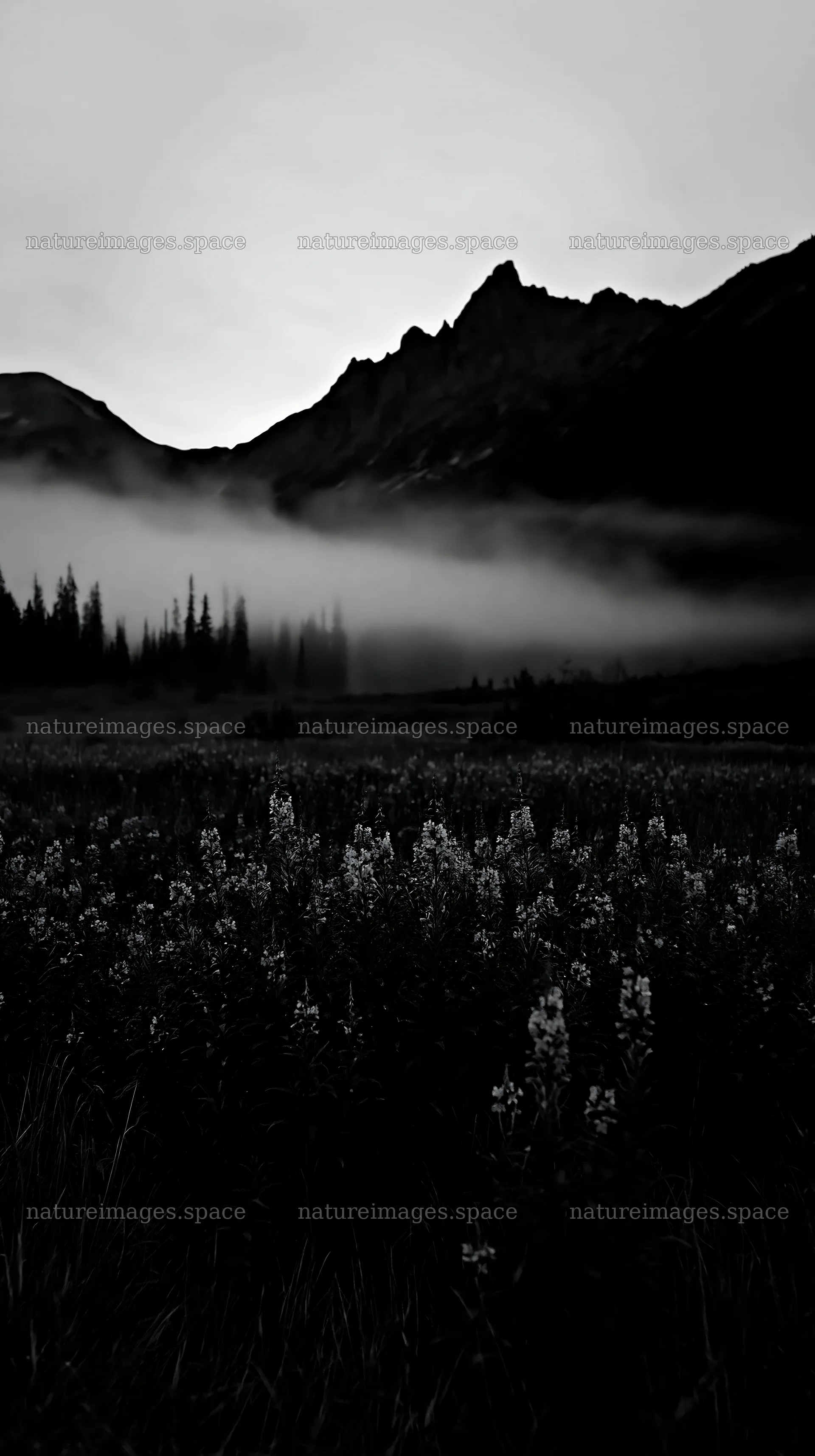Meadow with flowers and mountains during foggy morning – nature images 5938x10608