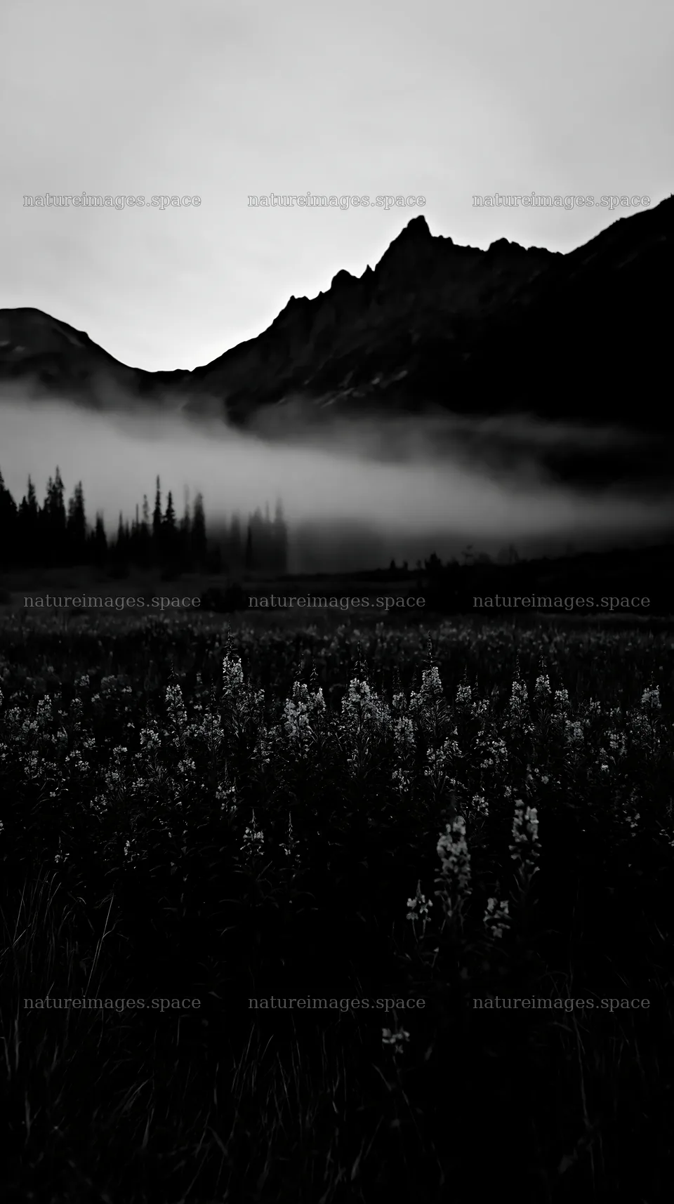 Meadow with flowers and mountains during foggy morning – nature images 5938x10608