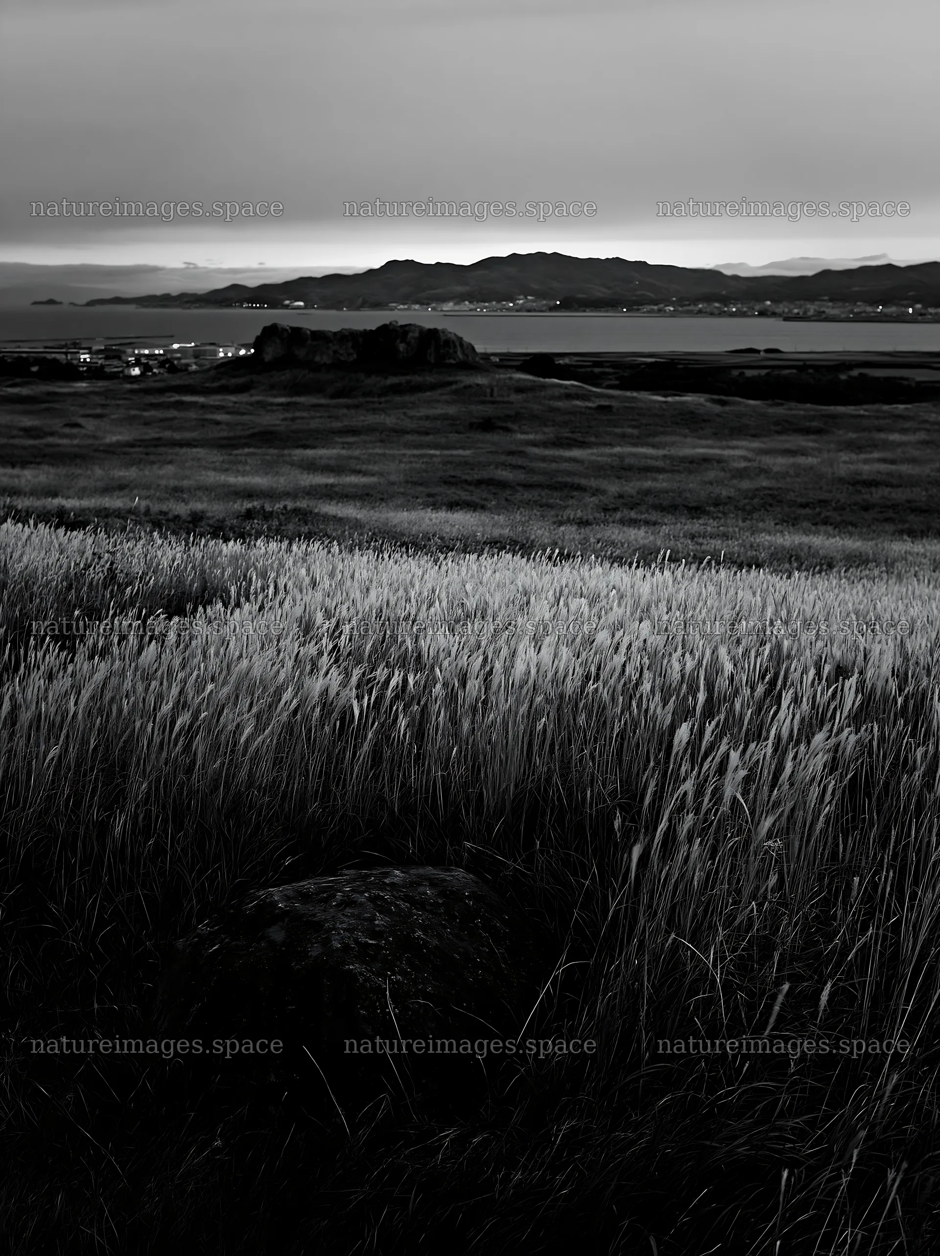 Aomori climate resilient meadow with boulder in evening light – nature images 6866x9174