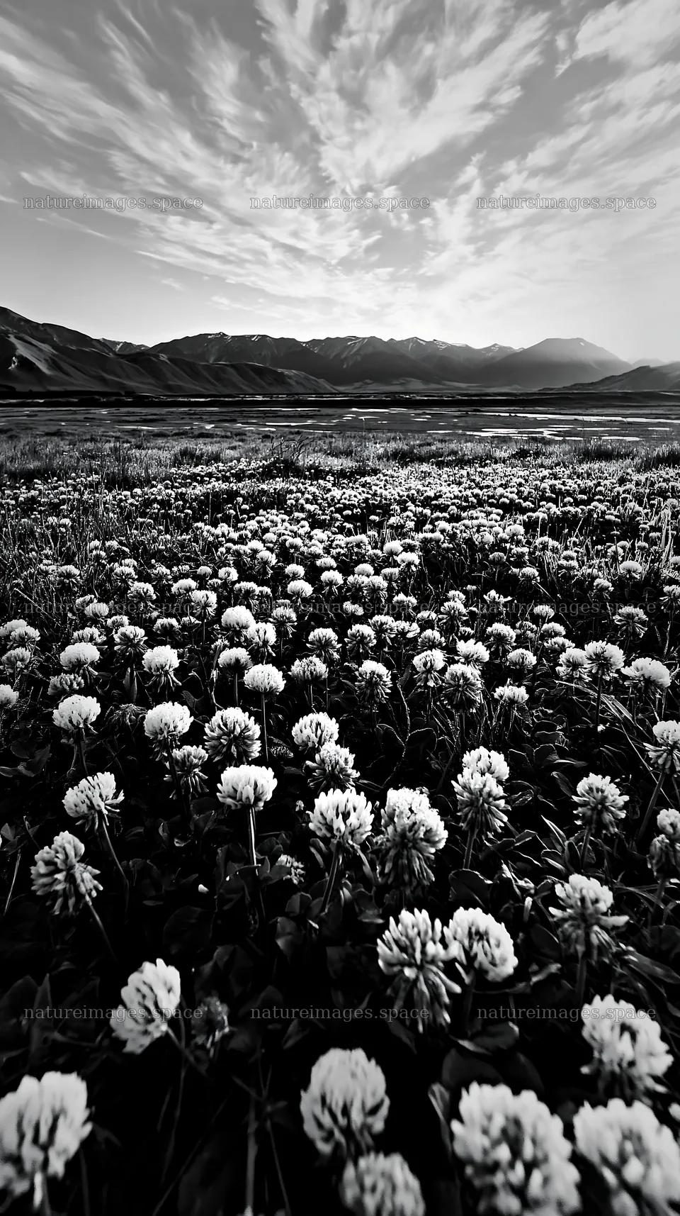 Clover meadow covered in dew at dawn with mountain backdrop – nature images 5938x10608