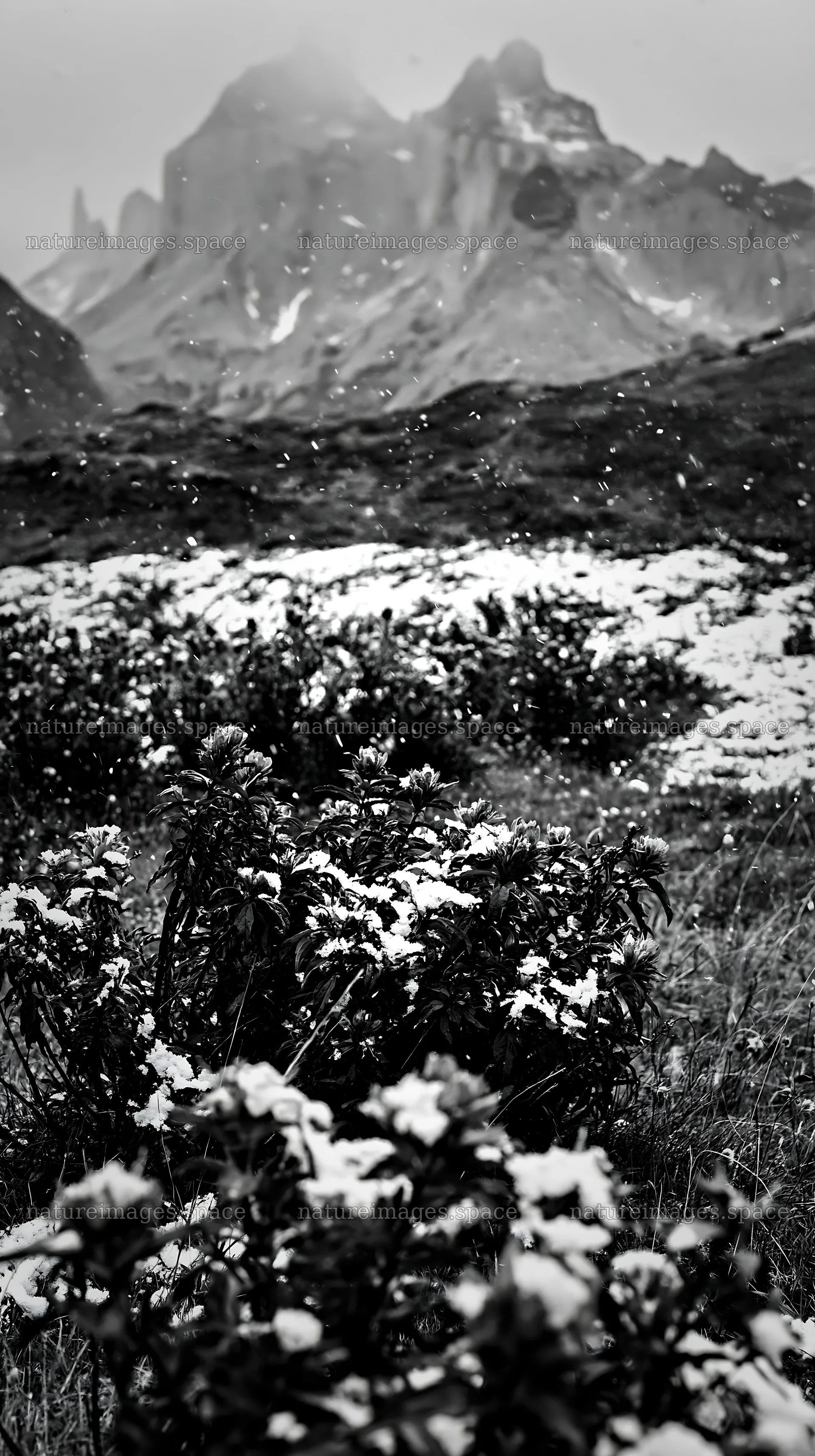 Torres del Paine meadow snow with flowers in light snowfall – nature images 5938x10608