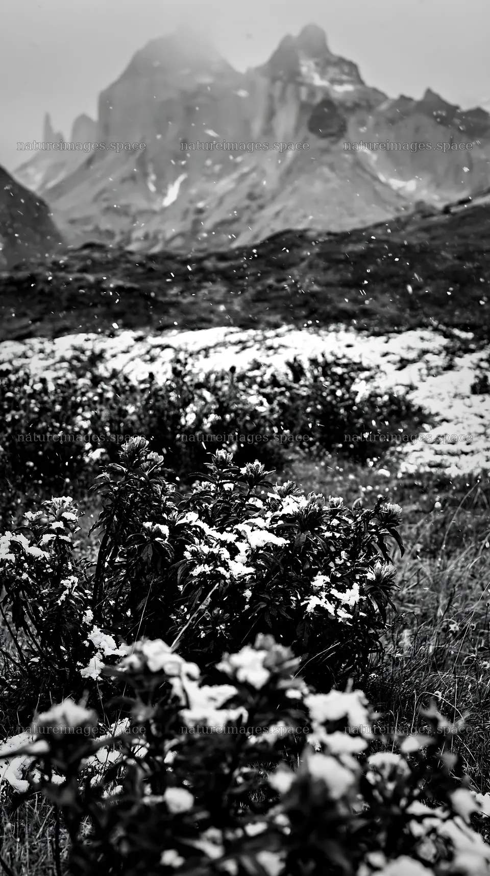 Torres del Paine meadow snow with flowers in light snowfall – nature images 5938x10608