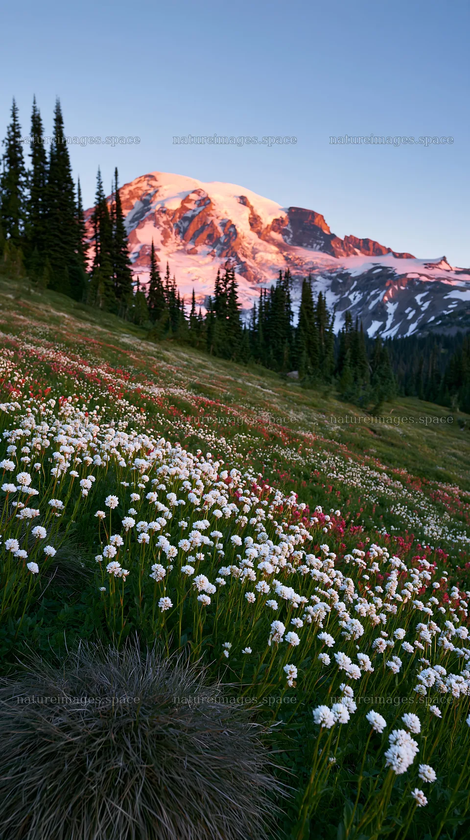 Mount Rainier wildflower meadow at sunrise – nature images 5938x10608