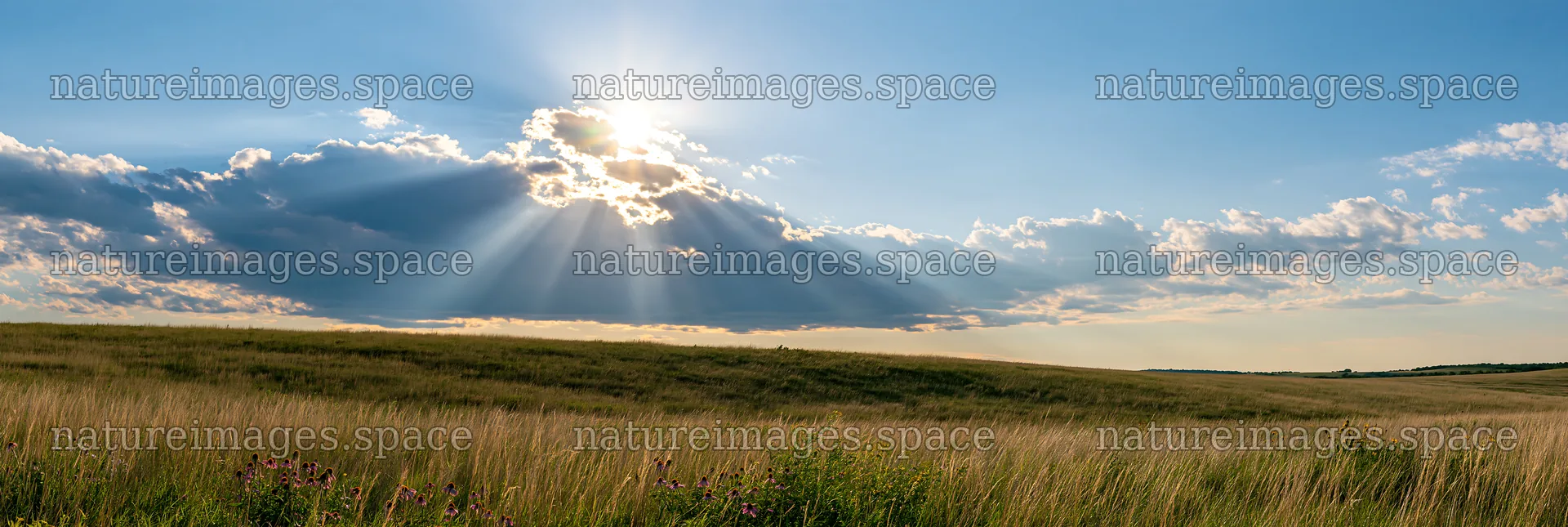 Crepuscular rays over a meadow during sunset – nature images 13690x4602