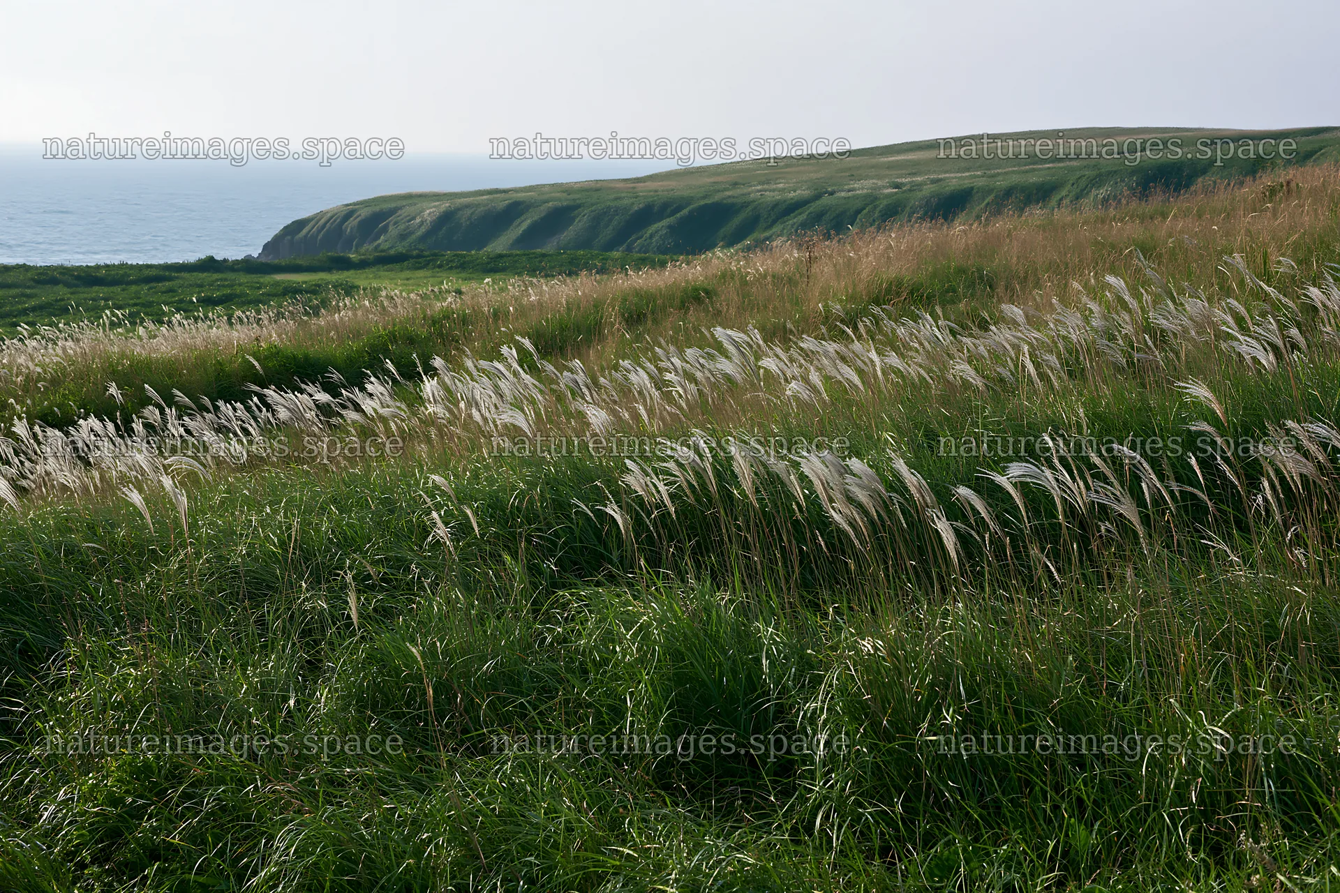 Climate-resilient Hokkaido silver grass meadow seedheads in sunlight – nature images 9722x6480