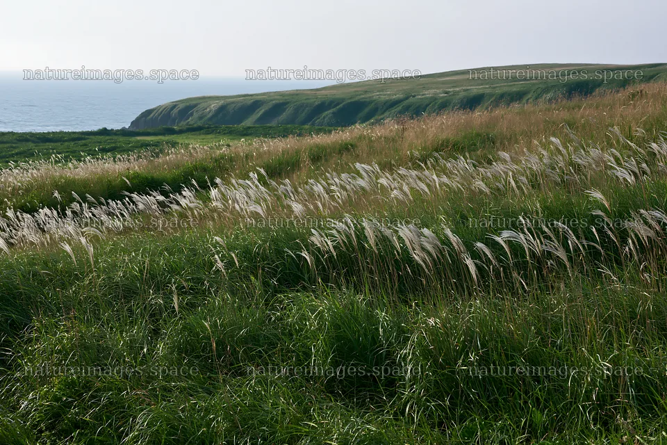 Climate-resilient Hokkaido silver grass meadow seedheads in sunlight – nature images 9722x6480