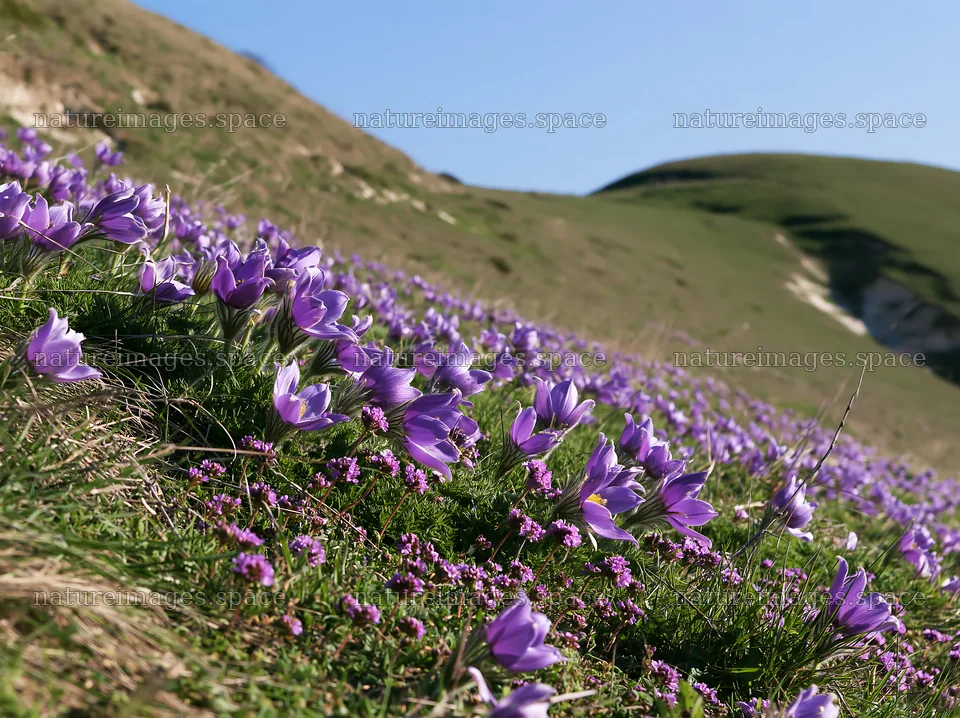 Sunny chalk slope meadow filled with purple flowers – nature images 9174x6866