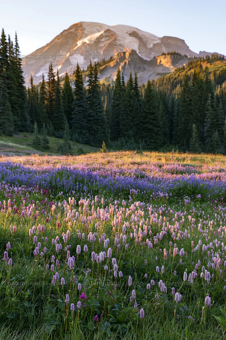 Mount Rainier wildflower meadow sunrise showcasing blooming flowers – nature images 6480x9722