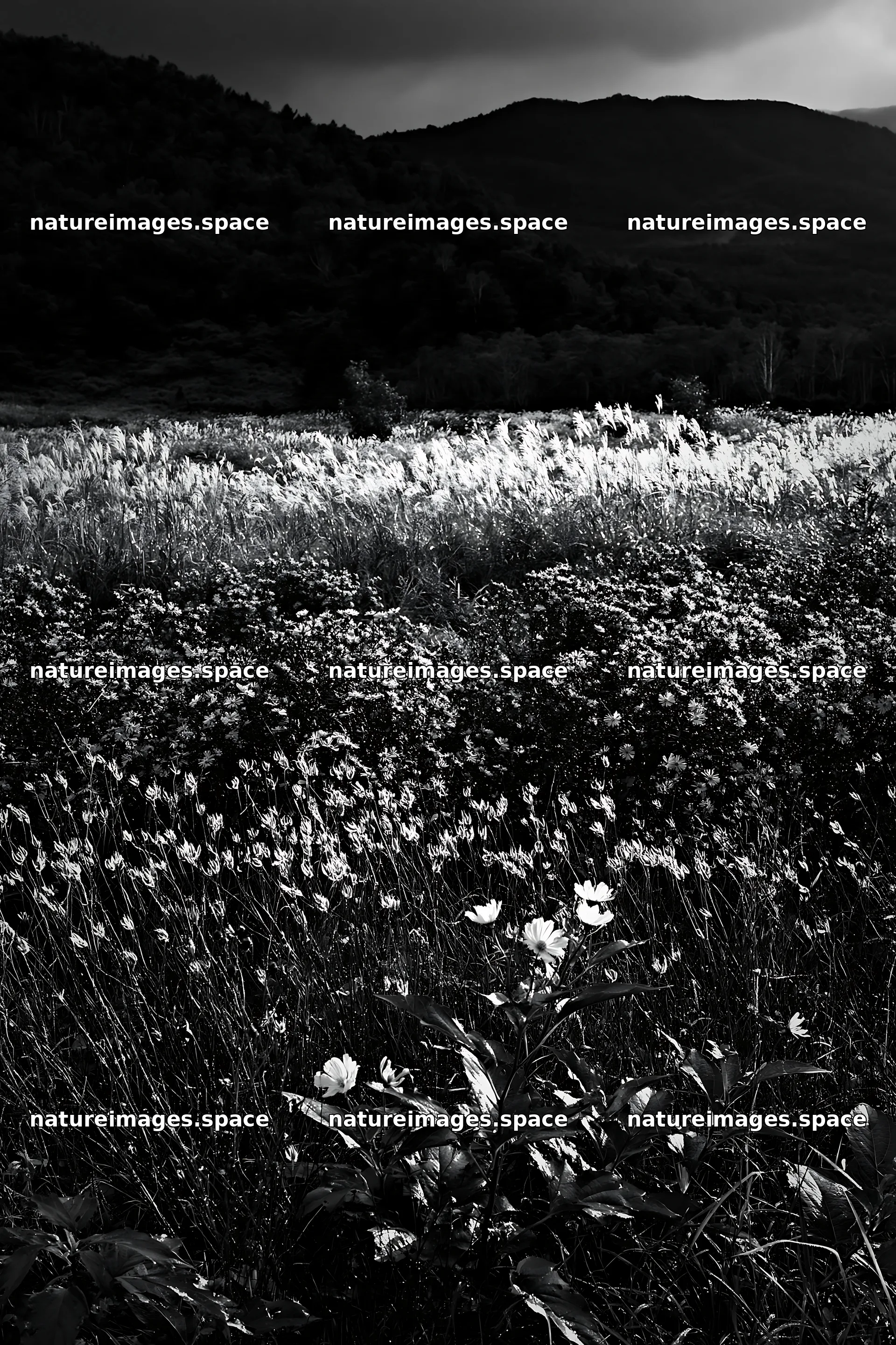 Iwate rain refreshed meadow seedhead foreground with flowers – nature images 6480x9722