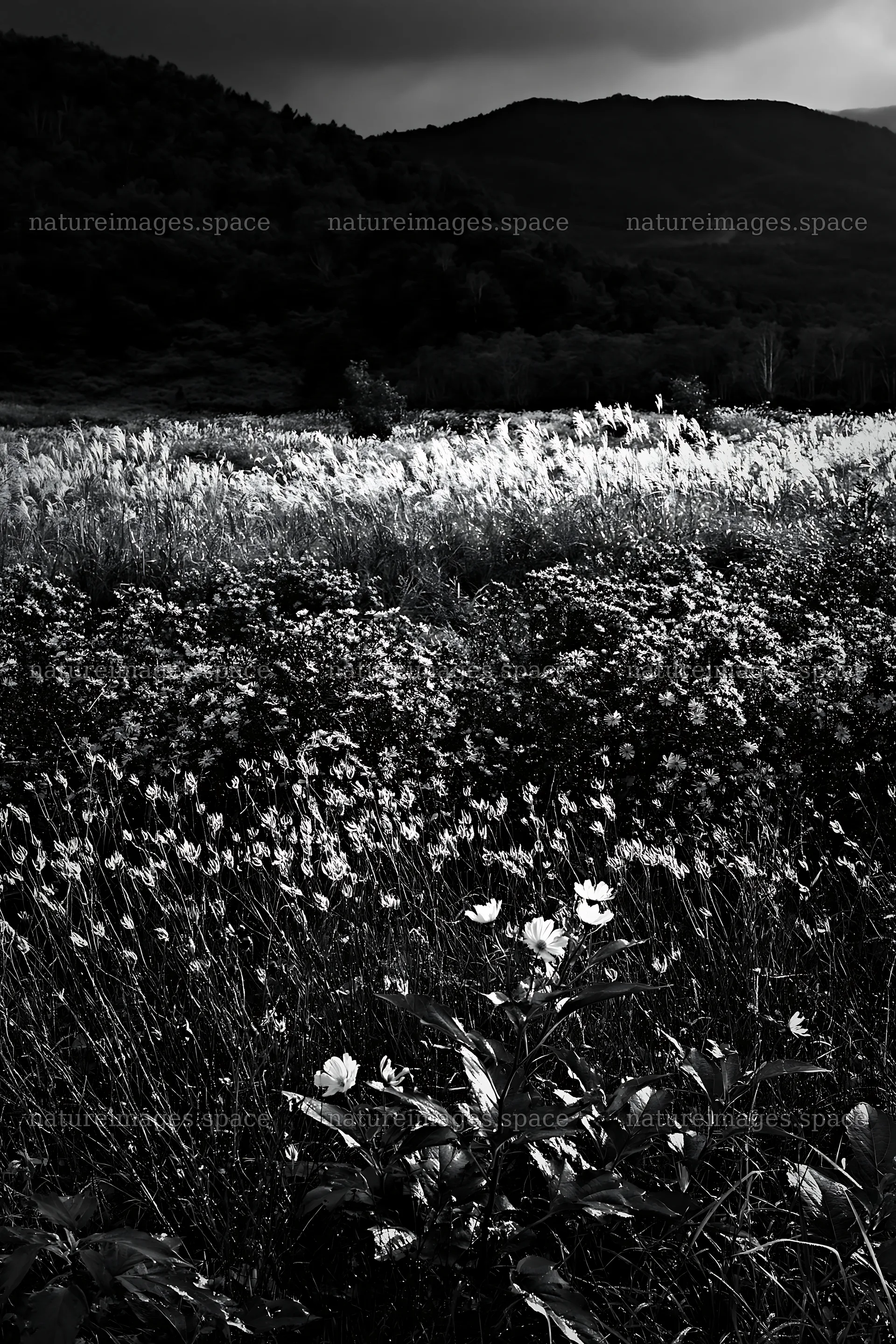 Iwate rain refreshed meadow seedhead foreground with flowers – nature images 6480x9722