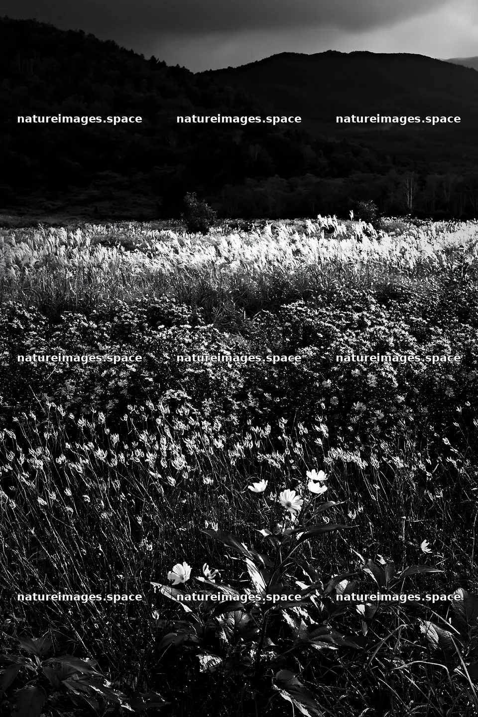 Iwate rain refreshed meadow seedhead foreground with flowers – nature images 6480x9722