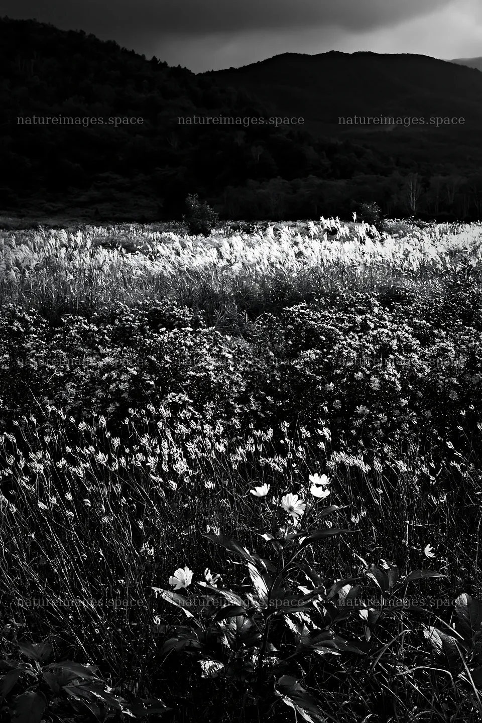 Iwate rain refreshed meadow seedhead foreground with flowers – nature images 6480x9722