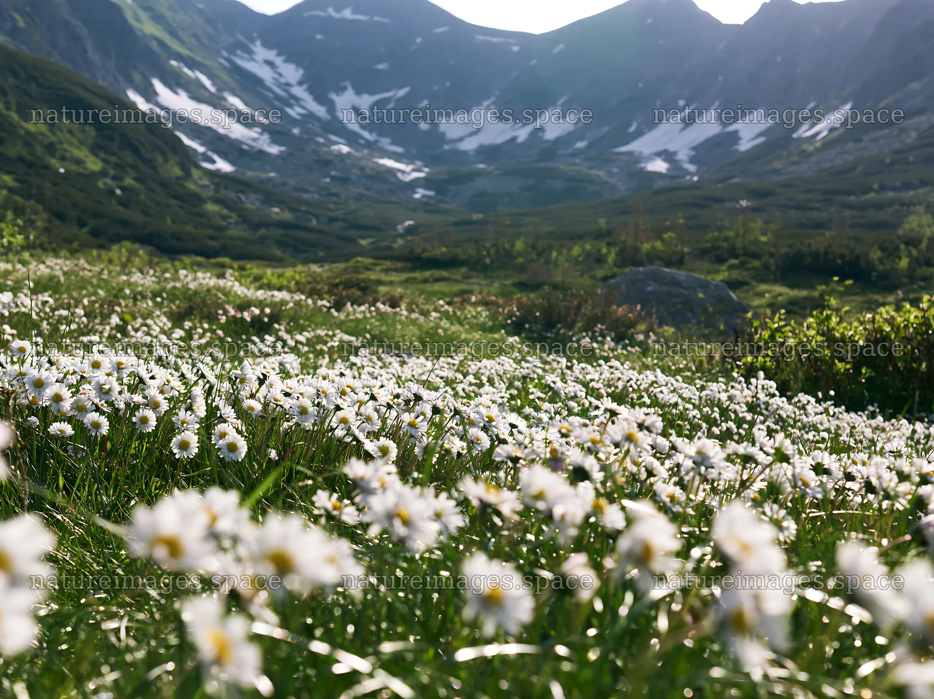 Meadow in Tatra Mountains during spring snowmelt – nature images 9174x6866