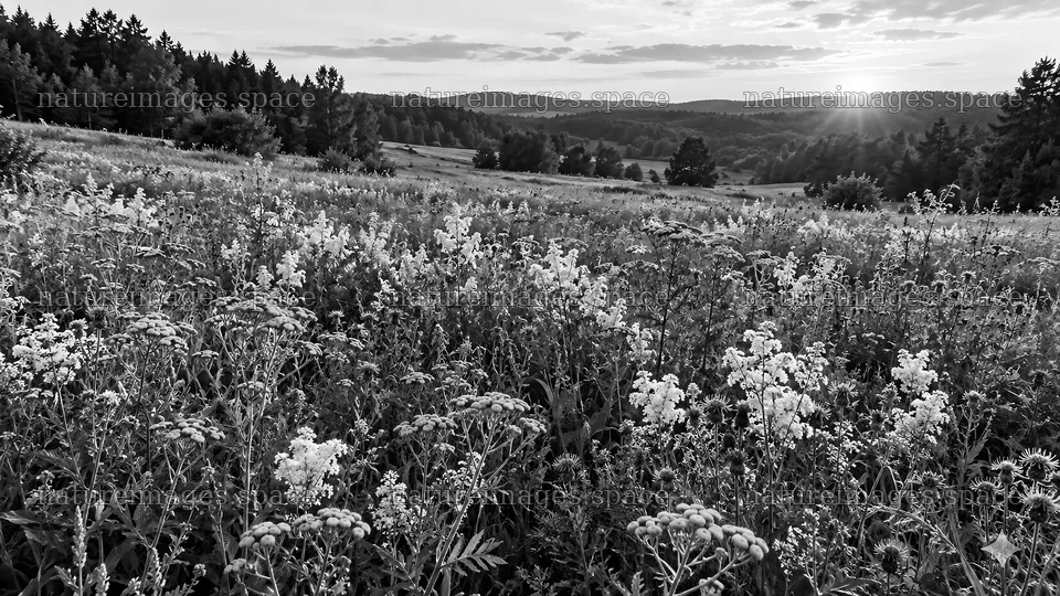 Wildflower Meadow in a Woodland Clearing – nature images 10324x5812