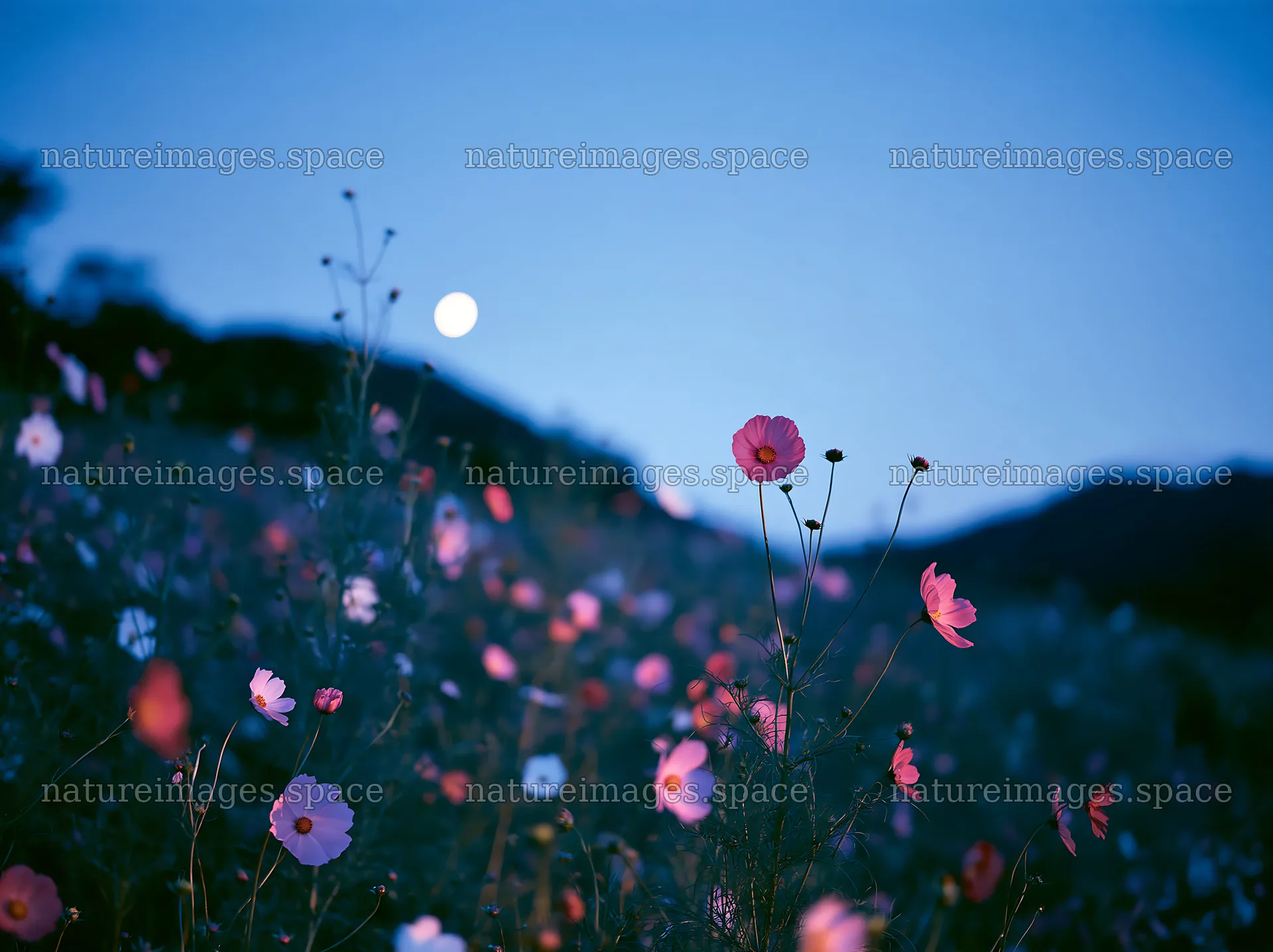 Colorful meadow with flowers under moonlight at dusk – nature images 9174x6866