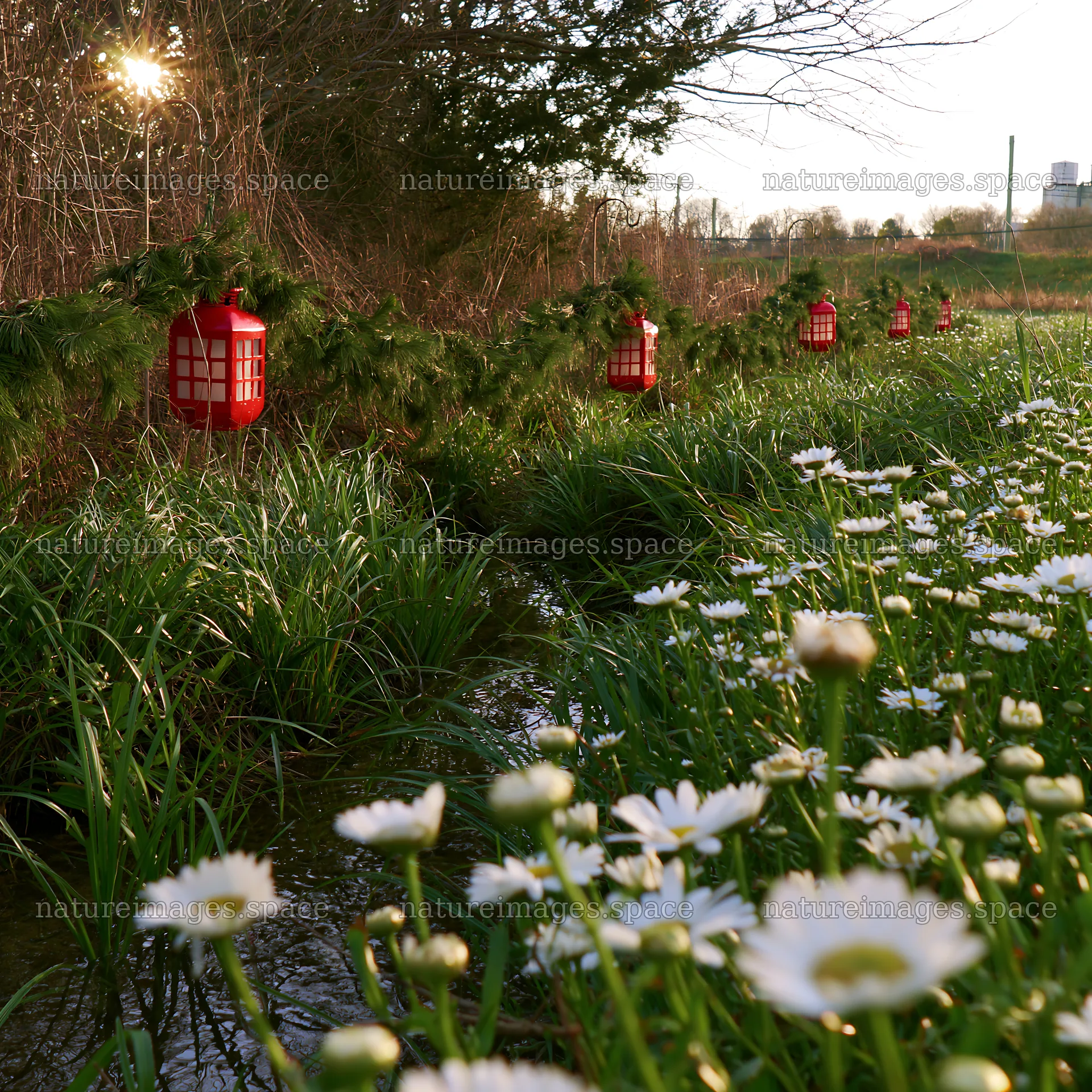 Christmas lanterns along stream in meadow with flowers – nature images 7938x7938