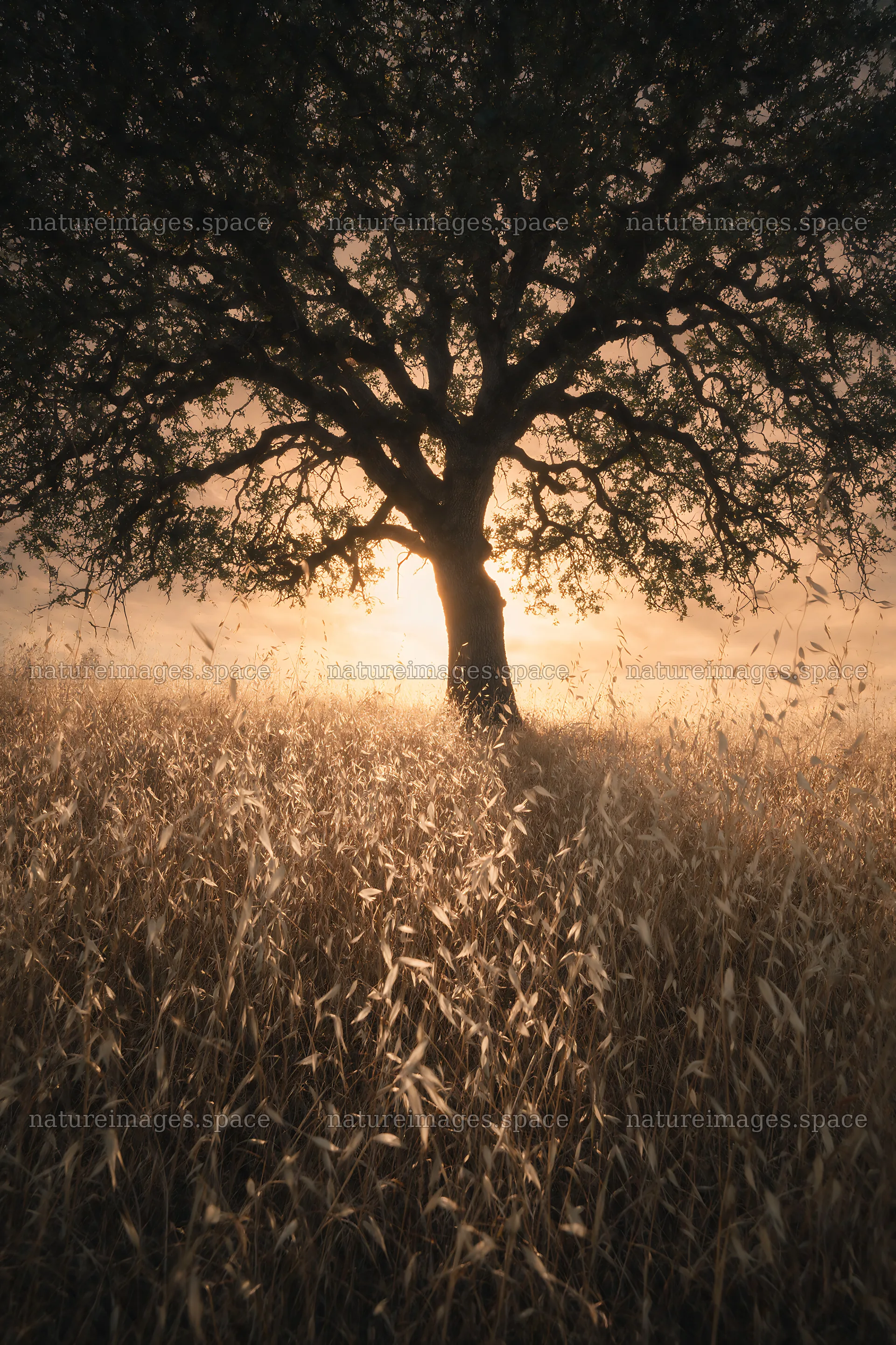 Drought-tolerant meadow with a tree at sunset – nature images 6480x9722