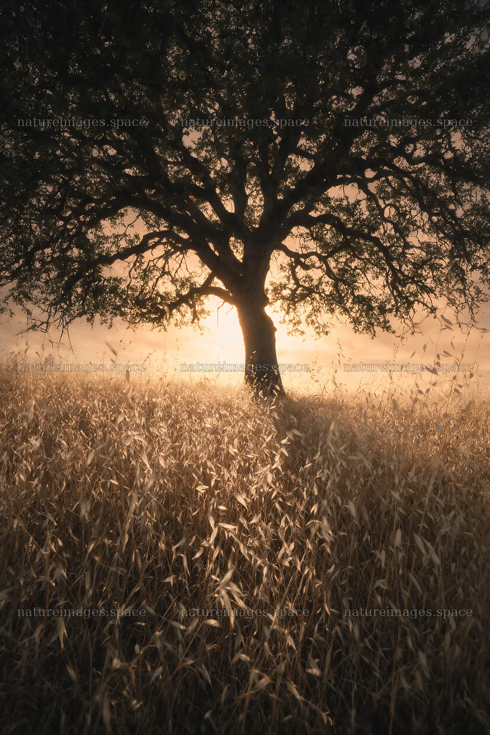 Drought-tolerant meadow with a tree at sunset – nature images 6480x9722
