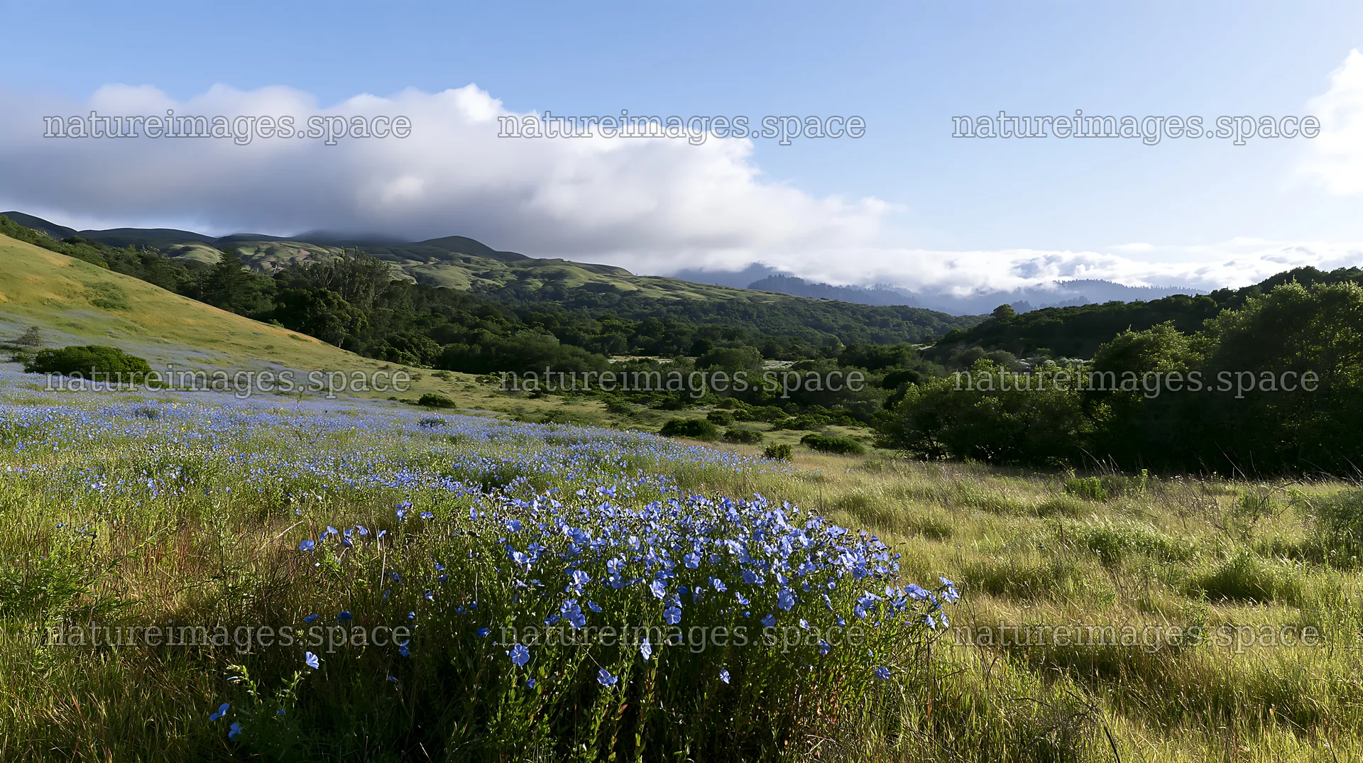 Cloudy foothill meadow with blooming wildflowers – nature images 10608x5938