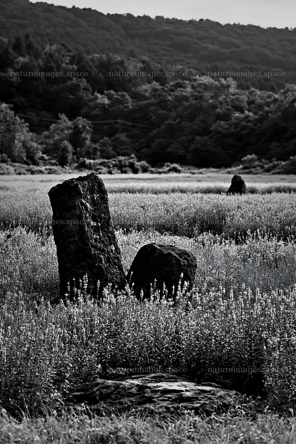 Kanagawa heat resilient meadow volcanic stones in floral landscape – nature images 6480x9722