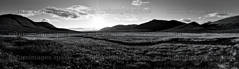Cottongrass meadow at sunset in black and white – nature images 14762x4268