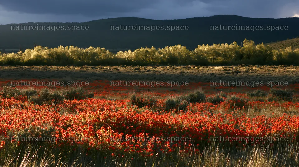 Sagebrush meadow light highlights vibrant red flowers – nature images 10608x5938