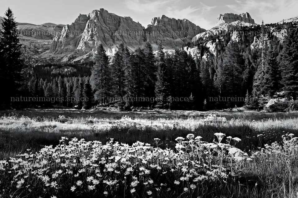 Crepuscular rays meadow with flowers and mountains in background – nature images 9722x6480