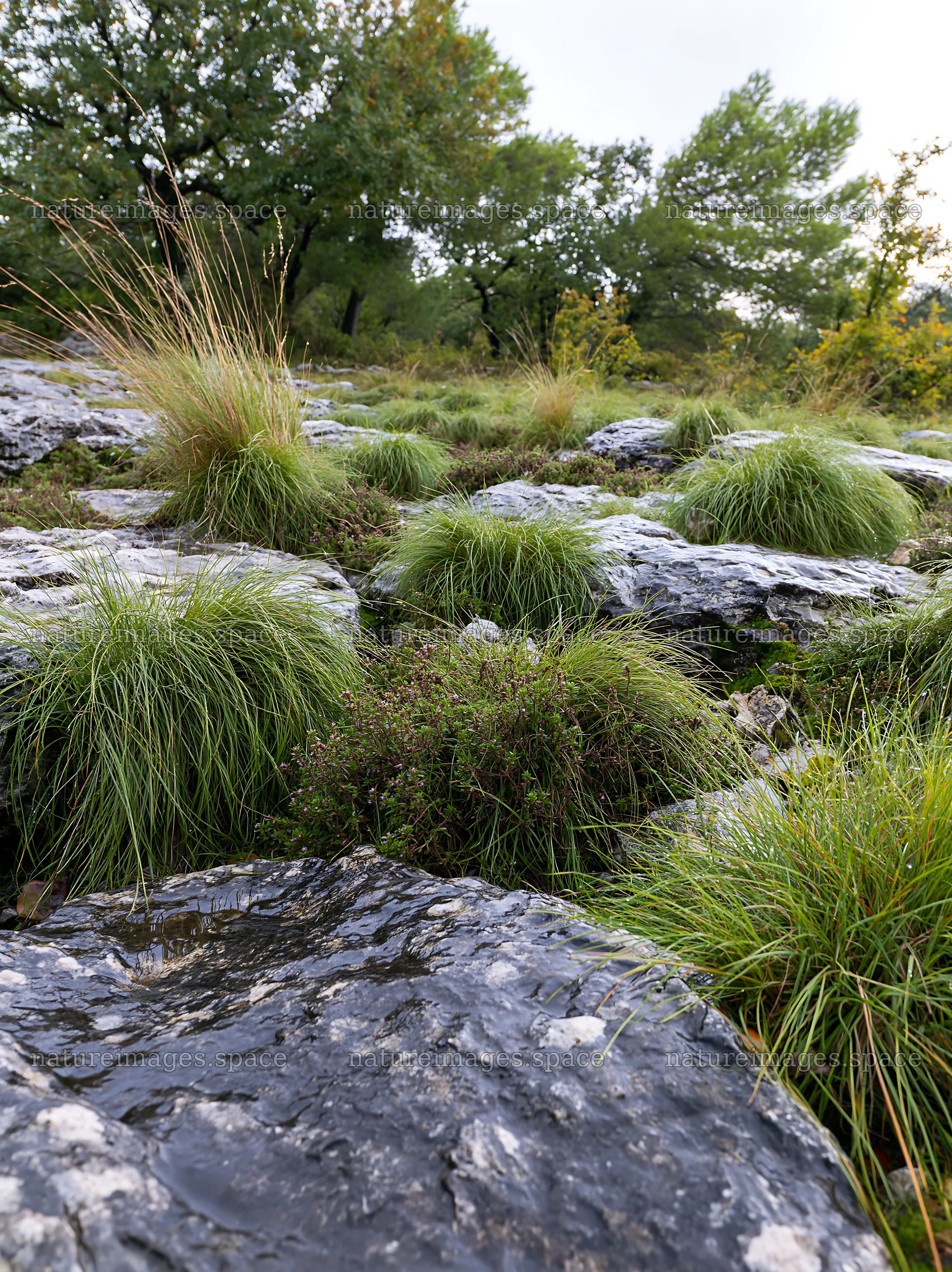Climate-resilient meadow with rocks and grass in the landscape – nature images 6866x9174