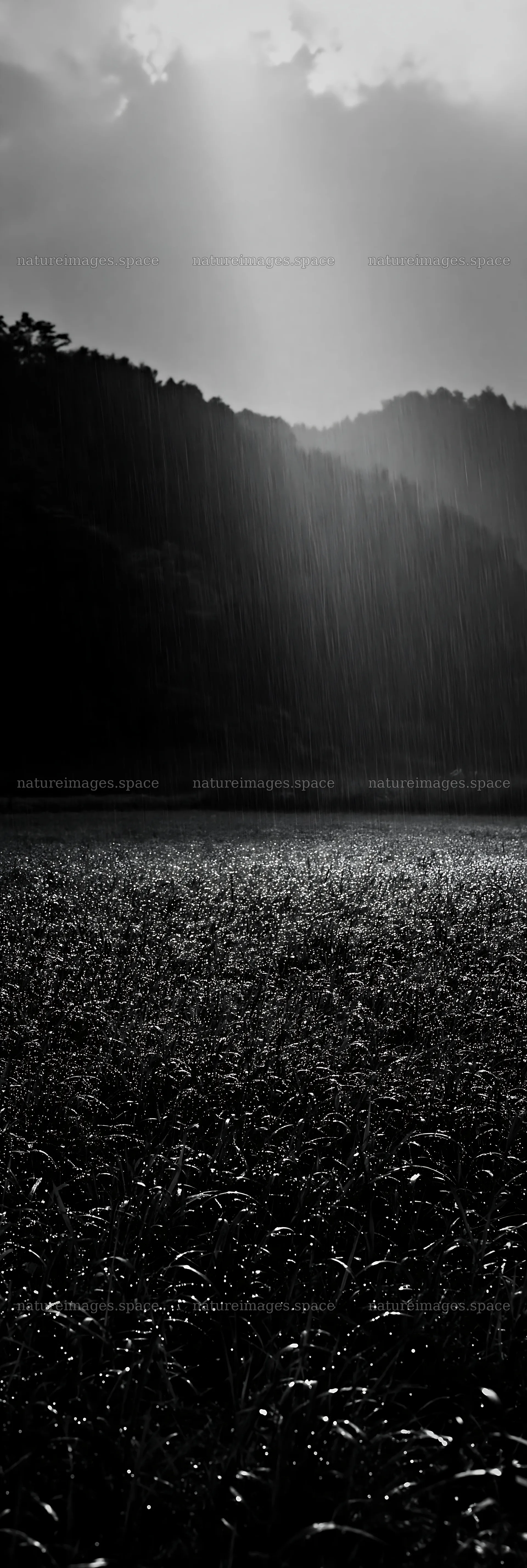 Niigata floodplain restoration meadow with dew in foreground – nature images 4602x13690