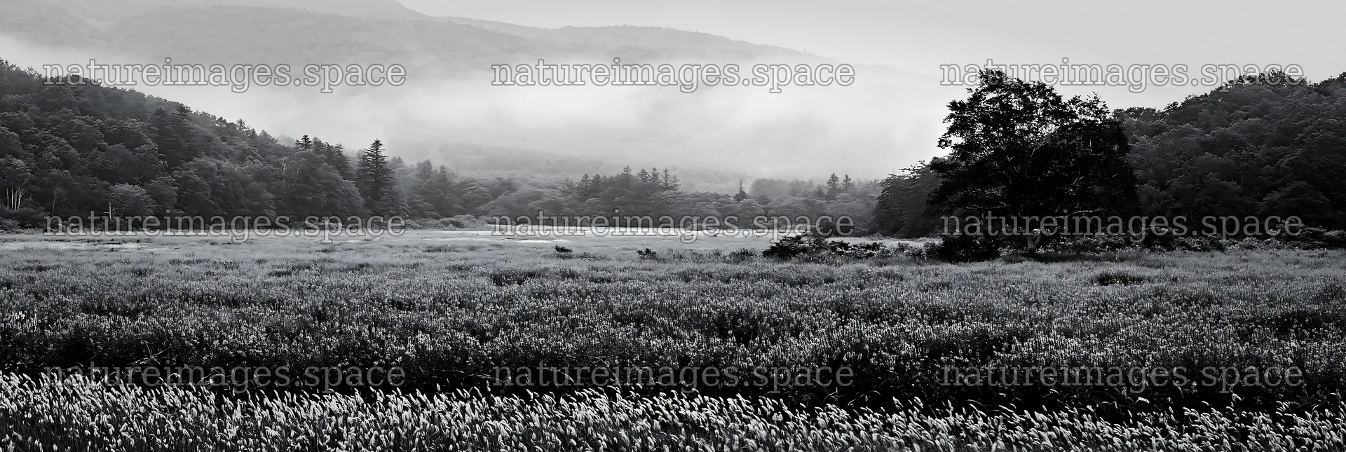 Iwate rain refreshed meadow seedhead foreground – nature images 13690x4602