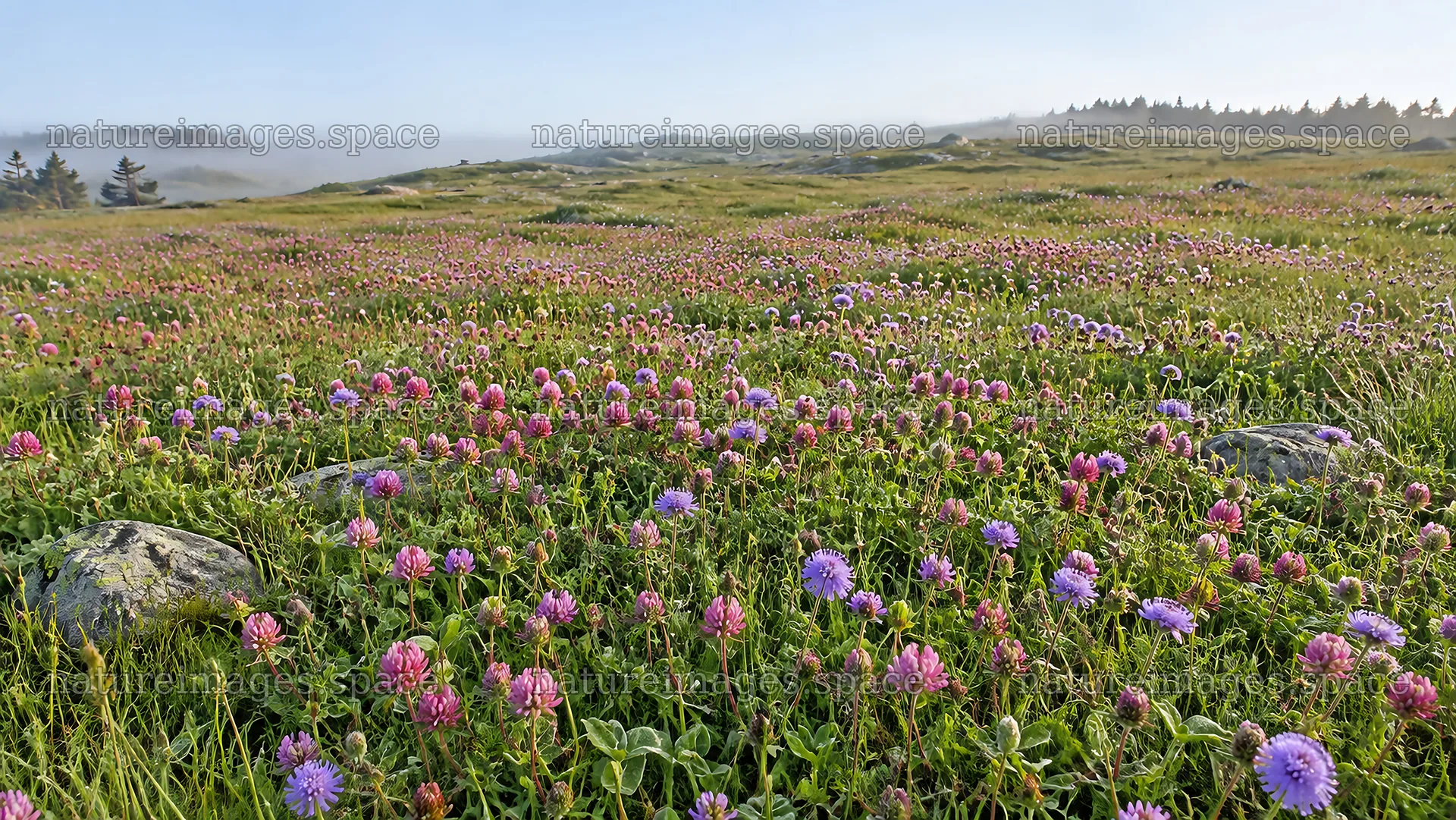 Pink and Purple Wildflowers in a Misty Meadow – nature images 10324x5812