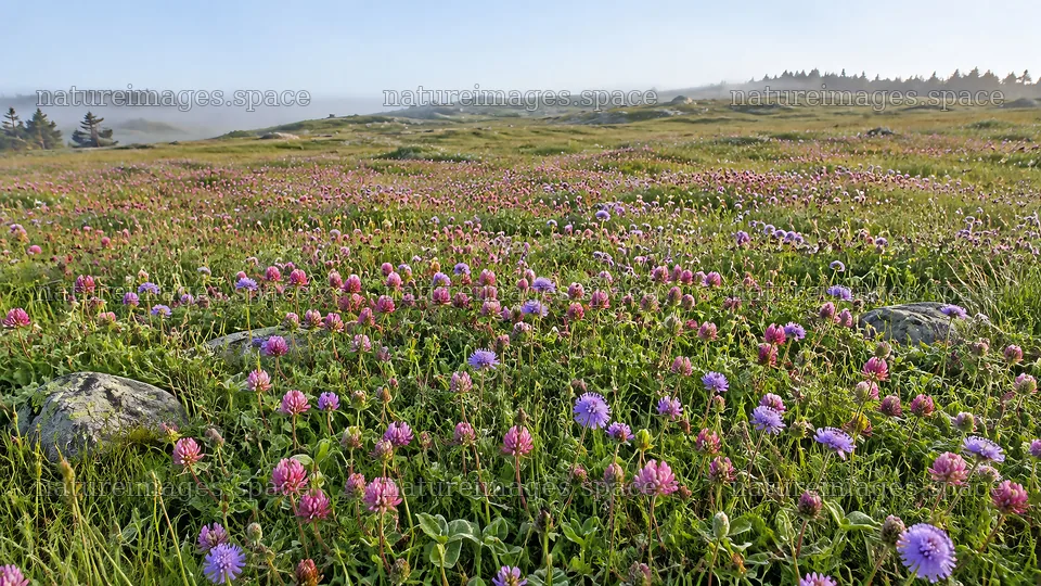 Pink and Purple Wildflowers in a Misty Meadow – nature images 10324x5812